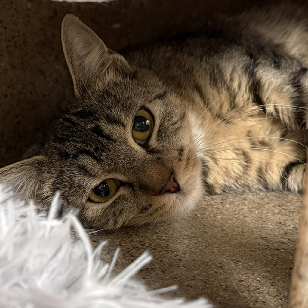 Shelter Stray Female Cat last seen NE 202nd and Glisan, OR, 1700 W Historic Columbia River Hwy, Troutdale, OR 97060, USA