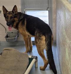 Shelter Stray Male Dog last seen SE 92nd/Division, PORTLAND, OR, 97266, 1700 W Historic Columbia River Hwy, Troutdale, OR 97060, USA