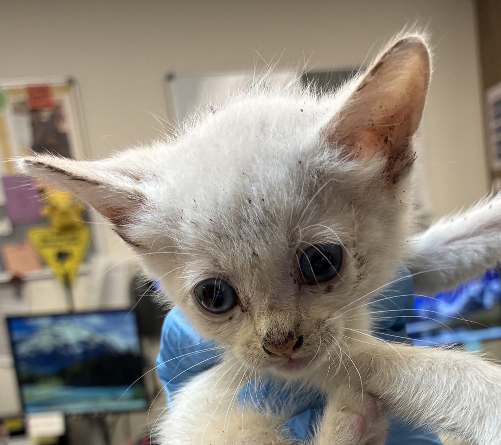 Shelter Stray Female Cat last seen Near Blk SE 111th, OR, 1700 W Historic Columbia River Hwy, Troutdale, OR 97060, USA