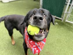 Shelter Stray Male Dog last seen Near Tiffany St, Bronx, NY 10459, BRONX, NY, 10459, 326 E 110th St, New York, NY 10029, USA