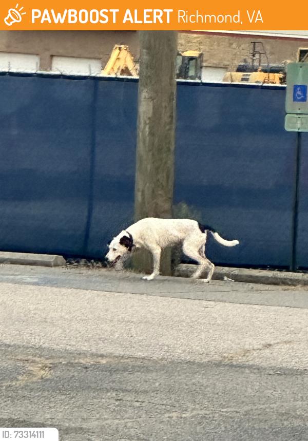 Found/Stray Unknown Dog last seen Seen in Parks Chevy parking lot, Richmond, VA 23230