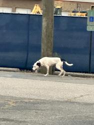 Found/Stray Unknown Dog last seen Seen in Parks Chevy parking lot, Richmond, VA 23230