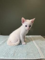 Shelter Stray Male Cat last seen Near Uvas Street, San Diego, CA, 92102, 5500 Gaines St, San Diego, CA 92110, USA