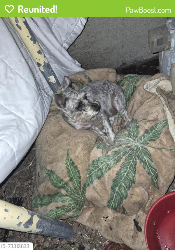 Reunited Unknown Dog last seen Peoria 19th, Phoenix, AZ 85029