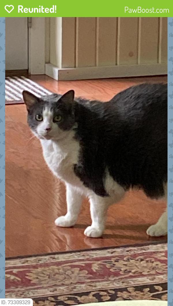 Reunited Female Cat last seen Arbor Chase subdivision near intersection of Hagerstone and Flintshire, West Lafayette, IN 47906