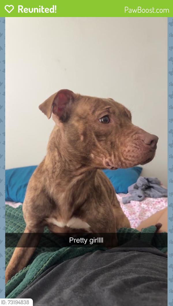 Reunited Female Dog last seen Wissahickon Ave, Cedartown, GA 30125