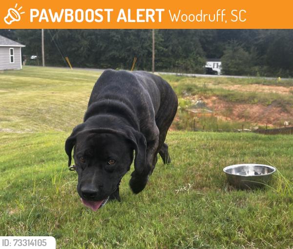 Found/Stray Male Dog last seen Close to school, Woodruff, SC 29388