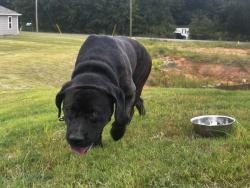 Found/Stray Male Dog last seen Close to school, Woodruff, SC 29388