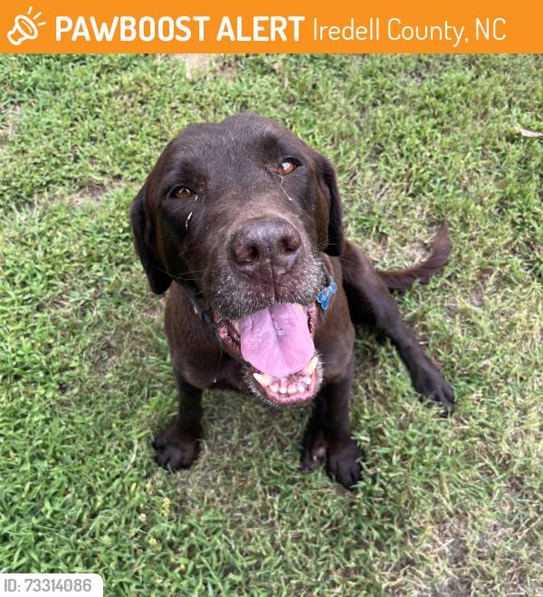 Found/Stray Unknown Dog last seen Lindsey Farm Road, Iredell County, NC 28699