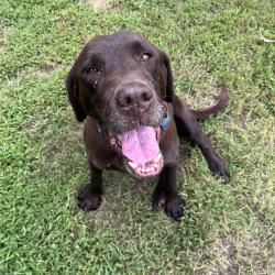 Found/Stray Unknown Dog last seen Lindsey Farm Road, Iredell County, NC 28699