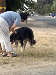 Found/Stray Unknown Dog last seen pocomoke rd & lone eagle rd area, Apple Valley, CA 92308