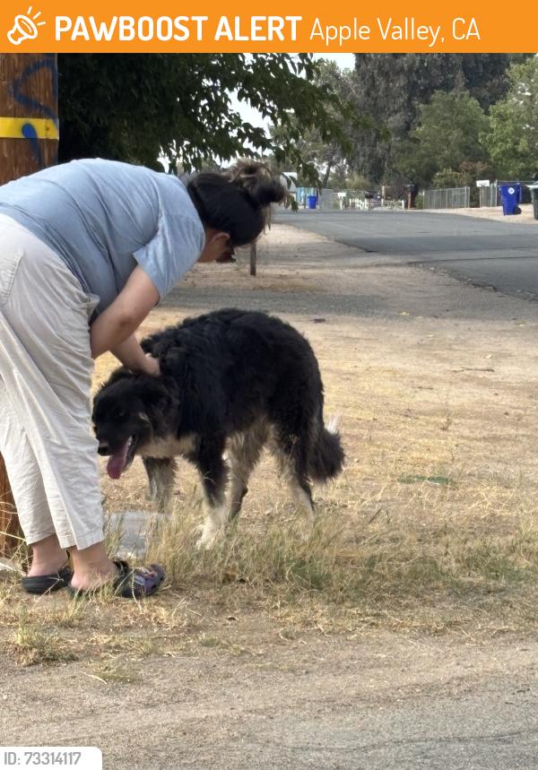 Found/Stray Unknown Dog last seen pocomoke rd & lone eagle rd area, Apple Valley, CA 92308