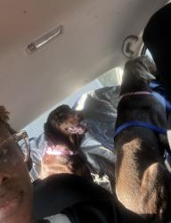 Reunited Female Dog last seen Ann Arbor and St. Elmo, Memphis, TN 38128