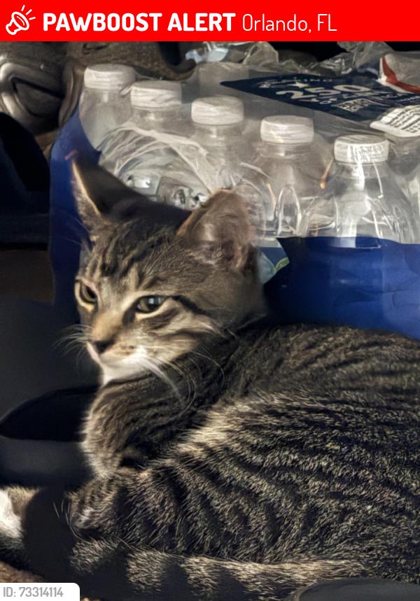 Lost Male Cat last seen Sumerset apmts, Orlando, FL 32804