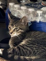 Lost Male Cat last seen Sumerset apmts, Orlando, FL 32804