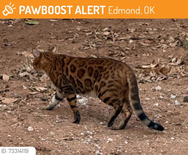 Found/Stray Unknown Cat last seen Oakridge Dr & 2nd street, Edmond, OK 73034