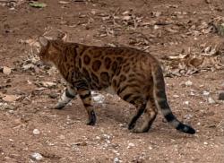 Found/Stray Unknown Cat last seen Oakridge Dr & 2nd street, Edmond, OK 73034