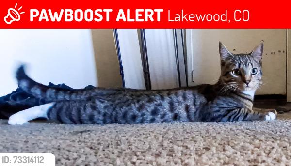 Lost Male Cat last seen W 2nd Place & Van Gordon, Lakewood, CO 80228
