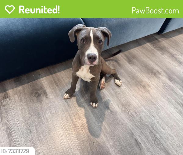 Reunited Male Dog last seen Rella Village, corner of Ella and Rankin, Houston, TX 77067