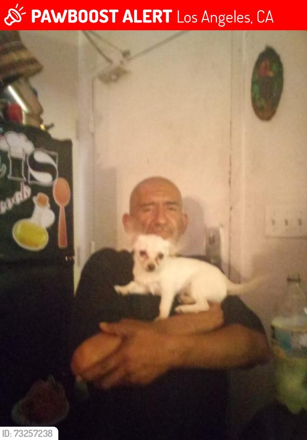 Lost Female Dog last seen 5th street, Los Angeles, CA 90013