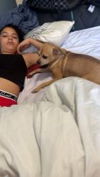 Lost Male Dog last seen Harrington park, Greater London, England N17 9XE
