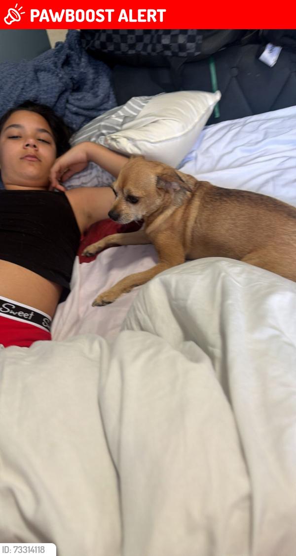 Lost Male Dog last seen Harrington park, Greater London, England N17 9XE