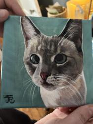 Reunited Female Cat last seen W 5th street and South st., New Castle, DE 19720