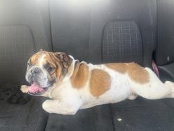 Found/Stray Male Dog last seen Usa, Bowling Green, KY 42104