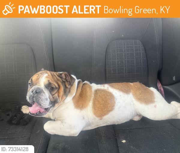Found/Stray Male Dog last seen Usa, Bowling Green, KY 42104