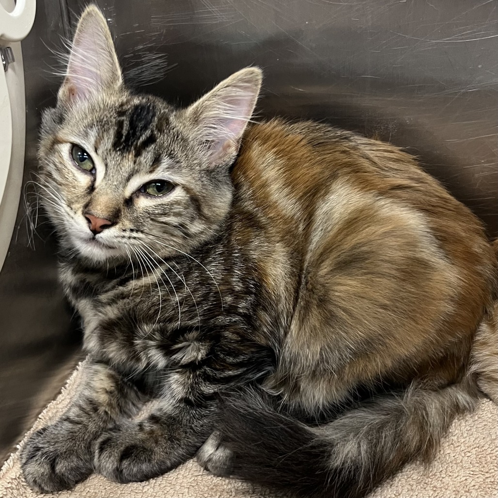 Shelter Stray Unknown Cat last seen , 4575 E Mesquite Ave, Palm Springs, CA 92264, USA
