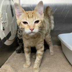Shelter Stray Unknown Cat last seen , 4575 E Mesquite Ave, Palm Springs, CA 92264, USA