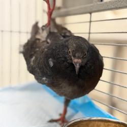 Shelter Stray Unknown Other last seen , 4575 E Mesquite Ave, Palm Springs, CA 92264, USA