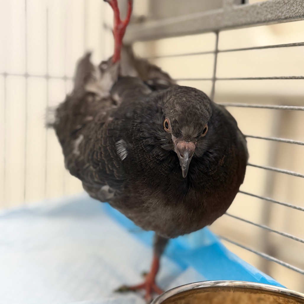 Shelter Stray Unknown Other last seen , 4575 E Mesquite Ave, Palm Springs, CA 92264, USA
