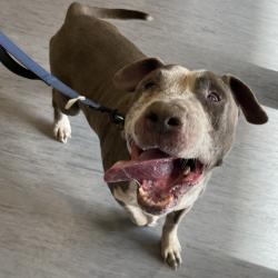 Shelter Stray Male Dog last seen , 4575 E Mesquite Ave, Palm Springs, CA 92264, USA