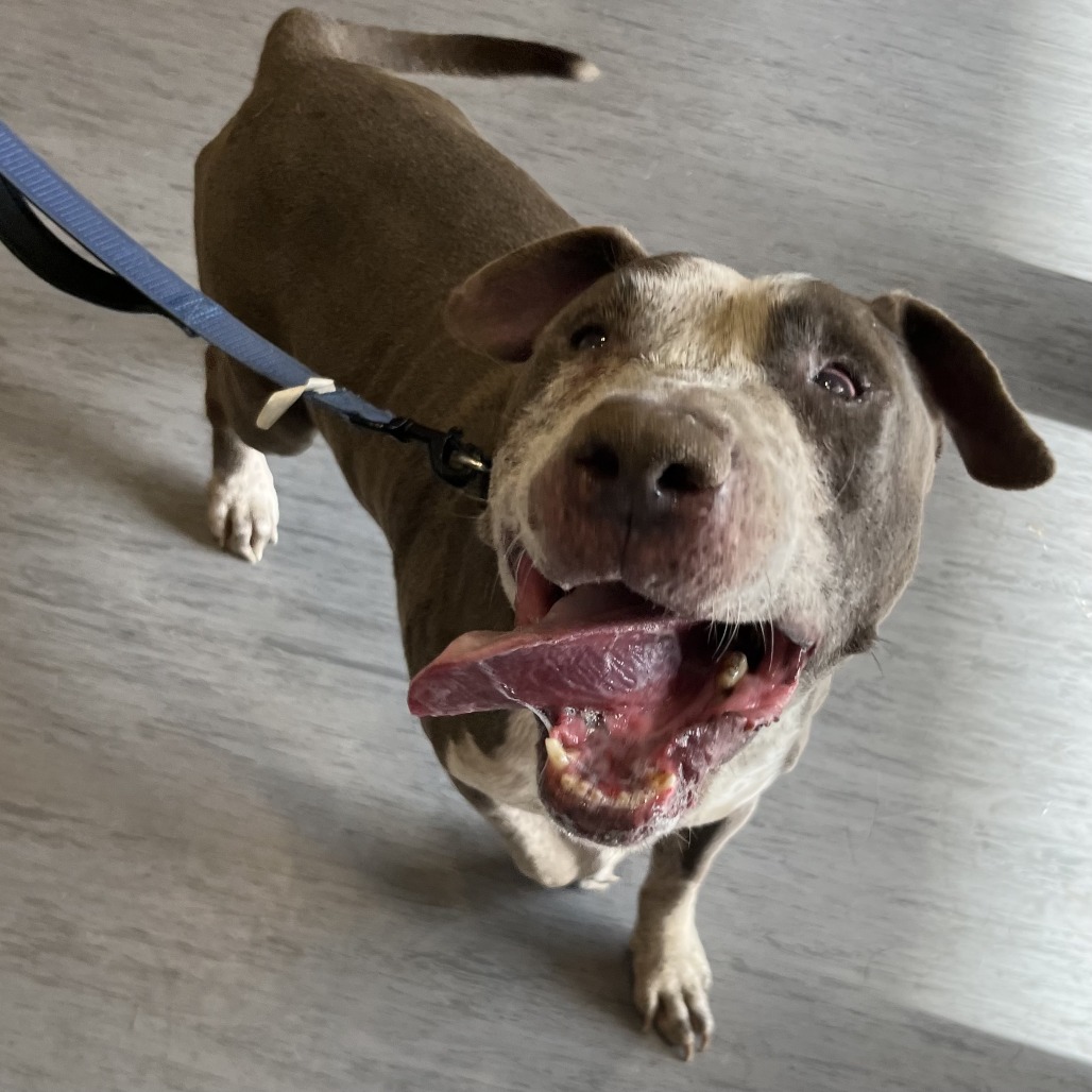 Shelter Stray Male Dog last seen , 4575 E Mesquite Ave, Palm Springs, CA 92264, USA
