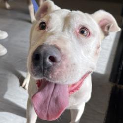 Shelter Stray Female Dog last seen , 4575 E Mesquite Ave, Palm Springs, CA 92264, USA