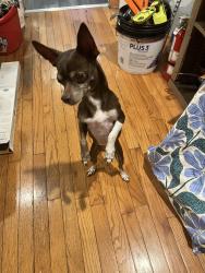 Reunited Female Dog last seen Gardenia & Morton, Philadelphia, PA 19144