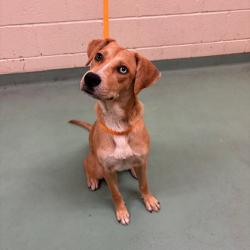 Shelter Stray Female Dog last seen , 2350 Appling City Cove, Memphis, TN 38133, USA