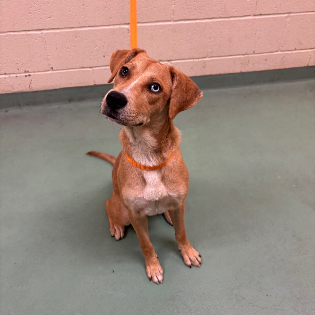 Shelter Stray Female Dog last seen , 2350 Appling City Cove, Memphis, TN 38133, USA