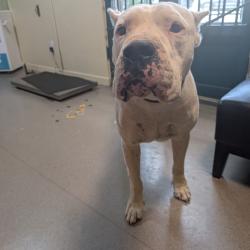Shelter Stray Male Dog last seen , 361 S Raymond Ave, Pasadena, CA 91105, USA