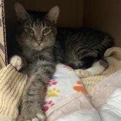 Shelter Stray Male Cat last seen , 361 S Raymond Ave, Pasadena, CA 91105, USA