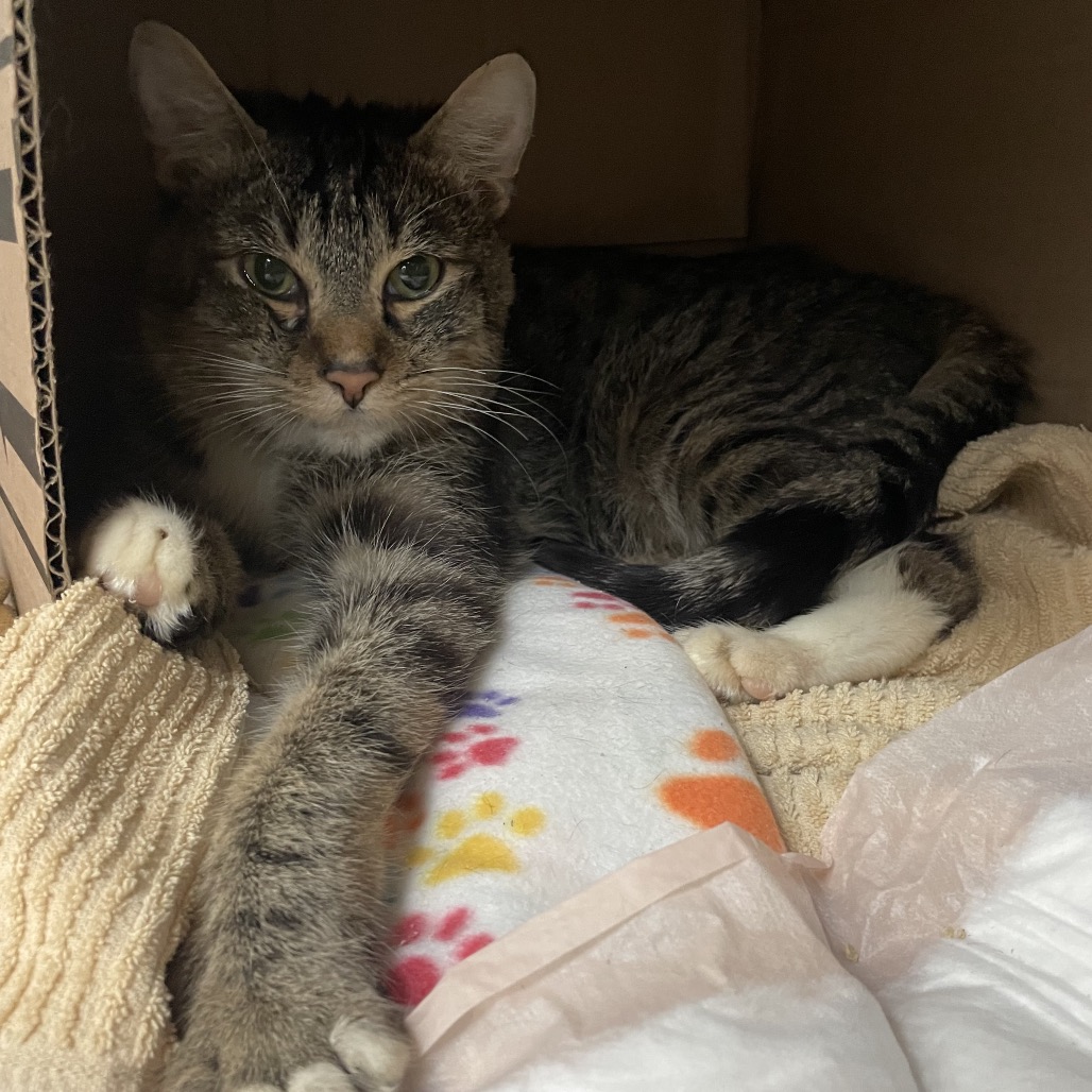 Shelter Stray Male Cat last seen , 361 S Raymond Ave, Pasadena, CA 91105, USA