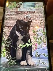 Reunited Unknown Cat last seen Angier Ave and Arnold Street near Old Fourth Ward Park, Atlanta, GA 30308