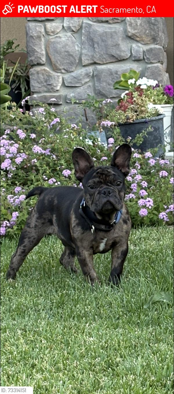 Lost Male Dog last seen Arden and exposition, Sacramento, CA 95815