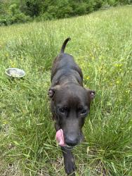 Lost Female Dog last seen North mills river road, Mills River, NC 28759
