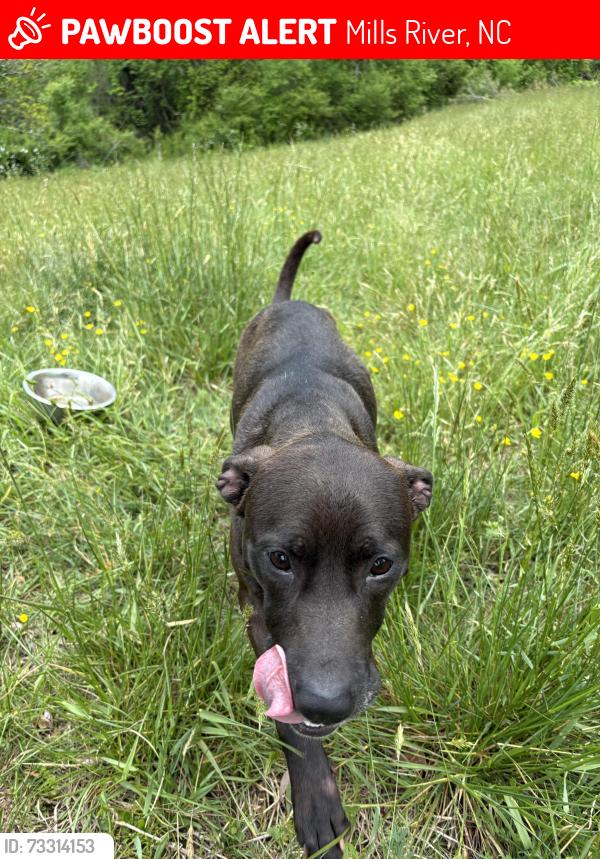 Lost Female Dog last seen North mills river road, Mills River, NC 28759