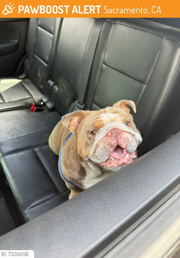 Found/Stray Male Dog last seen Mcgeorge campus, Sacramento, CA 95817