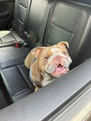 Found/Stray Male Dog last seen Mcgeorge campus, Sacramento, CA 95817