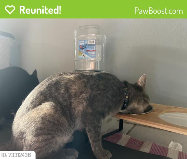 Reunited Female Cat last seen Black hawk, carmalee, Lindengate, Houston, TX 77075