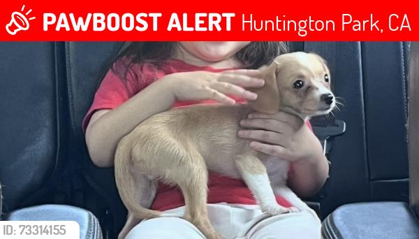 Lost Male Dog last seen Front of home 6720 Plaska Ave Huntington Park, Huntington Park, CA 90255
